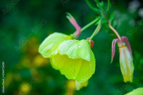 Foto This beautiful close up macro photograph captures vibrant yellow evening primrose flowers covered in pristine water drops after a fresh summer rain