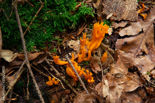 This nature photography captures a bright orange fungus known as yellow stagshorn or calocera viscosa growing on the forest floor. The vibrant color of the fungus creates a spectacular contrast with