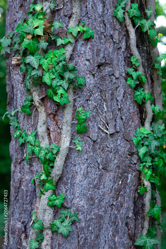 This beautiful close up outdoor photograph captures a vibrant green ivy plant climbing up the rough bark of a large pine tree trunk. The camera is positioned at eye level focusing on the intricate