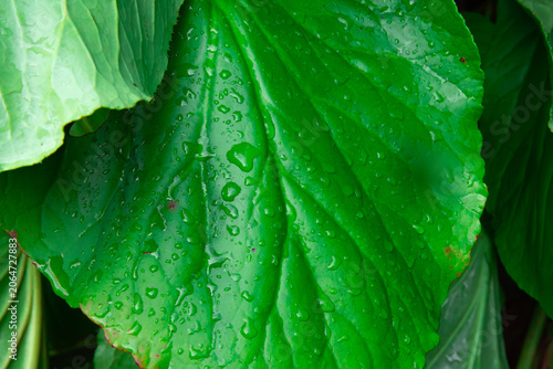 This beautiful macro photograph captures the stunning detail of a vibrant green bergenia leaf covered in fresh water droplets after a summer rain. The large leathery leaf which is also commonly known