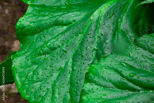 Tableau sur toile This beautiful macro photograph captures the stunning detail of a vibrant green bergenia leaf covered in fresh water droplets after a summer rain