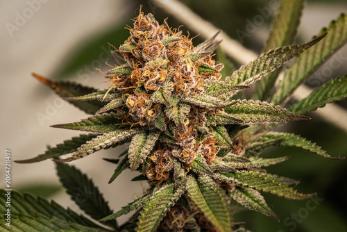 Schilderij op canvas Close-up of a mature, frosted cannabis bud with orange and purple colors