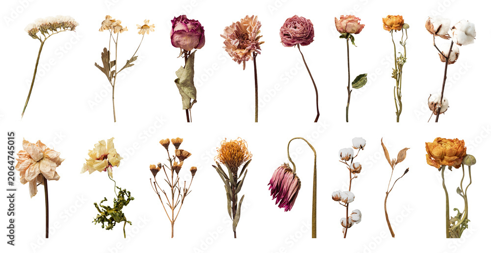 Fototapeta premium PNG Dried flowers arrangement variety on transparent background