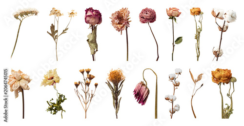PNG Dried flowers arrangement variety on transparent background