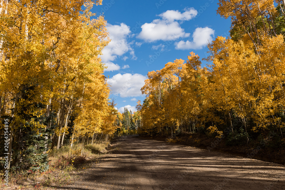 Fototapeta premium A back country county road south of Del Norte Colorado, provides a scenic drive in the early autumn of the colorful changing aspen trees.