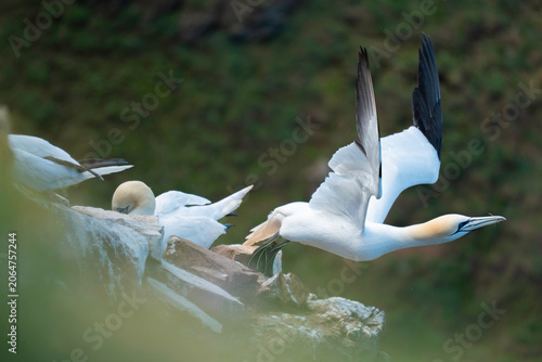 Gannet Leaving the nest
