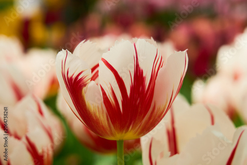 Fotografie Red and White Fringed Tulips Close Up in Bloom with Soft Bokeh Spring Garden
