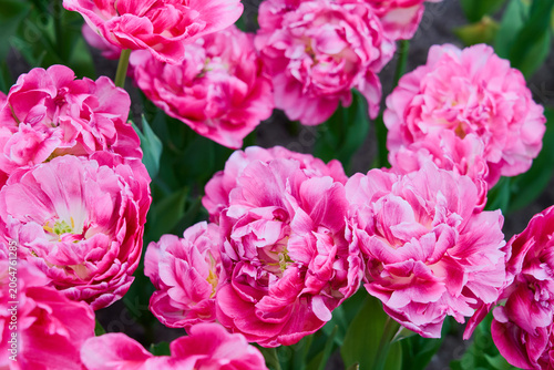 Blooming Pink Tulips in Sunny Spring Garden, Vibrant Floral Field Background
