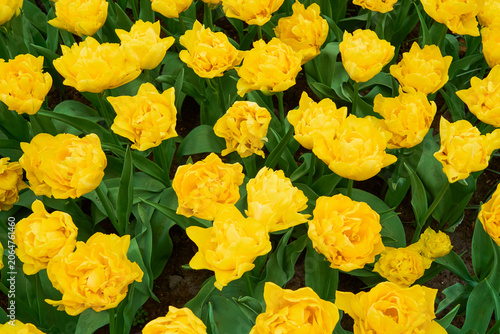 Golden Yellow Tulips in Full Bloom Under Sunlight, Vibrant Spring Flower Background