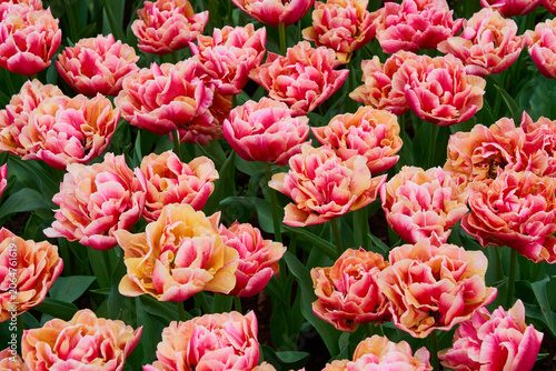Blooming Pink Tulips in Sunny Spring Garden, Vibrant Floral Field Background
