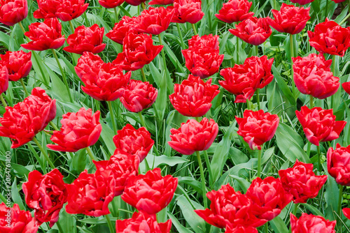 Lush Red Tulips Blooming in Spring Garden, Vibrant Floral Field Full of Color