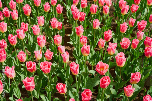 Blooming Pink Tulips in Sunny Spring Garden, Vibrant Floral Field Background