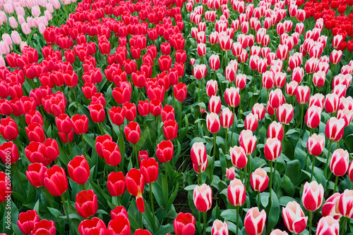Red and White Tulips in Bloom, Colorful Spring Flower Field Garden Background