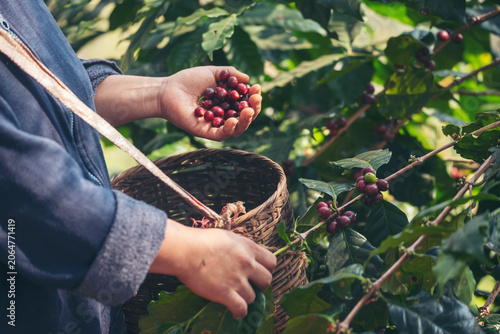 Photos Close up hands harvest red seed in basket robusta arabica plant farm