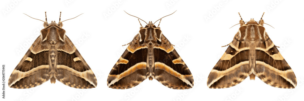 Obraz premium Set of detailed brown patterned moth insect with spread wings isolated on transparent png background realistic entomology nature element for educational graphic design layouts