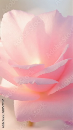 Closest flower of a bouquet.