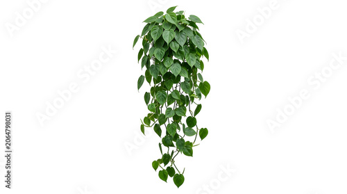 Philodendron hederaceum plant with vibrant green heart shaped foliage cascading downwards, isolated on transparent background