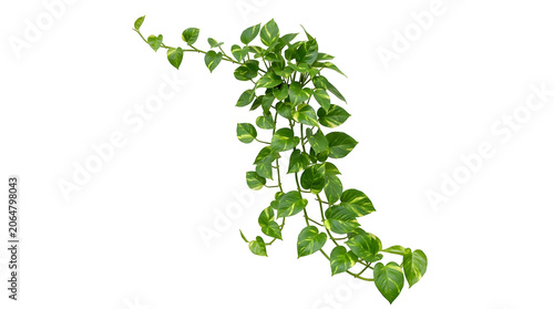 Pothos plant trailing vine with vibrant green variegated leaves, isolated on transparent background