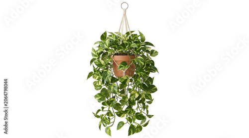 Pothos plant hanging in a terracotta pot with macrame rope hanger lush variegated leaves trailing, isolated on transparent background