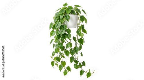 Philodendron scandens plant trailing vibrant green heart shaped leaves from white pot, isolated on transparent background