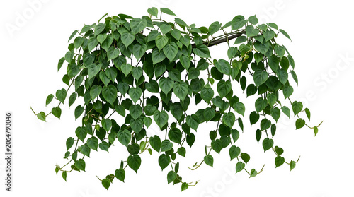Philodendron plant with heart shaped green leaves cascading downwards, isolated on transparent background