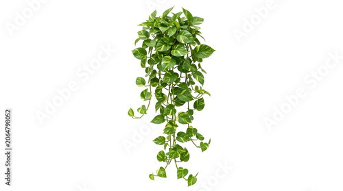 Pothos plant trailing with variegated green leaves, isolated on transparent background
