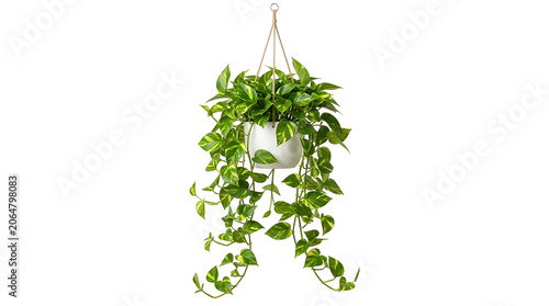 Pothos plant with variegated green foliage hanging in a white pot, isolated on transparent background