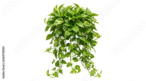 Pothos plant with vibrant green variegated leaves trailing downwards a lush indoor houseplant, isolated on transparent background