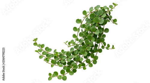 Wire vine plant with small round vibrant green leaves on slender stems, isolated on transparent background