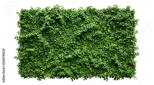 Wall of green creeping fig leaves forming natural texture, isolated on transparent background