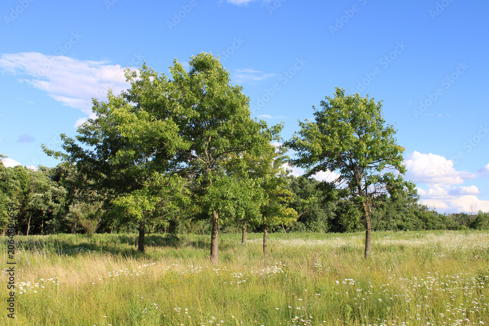 Obraz premium Pin oaks grove in a wildflower meadow with cumulus clouds at Linne Woods in Morton Grove, Illinois