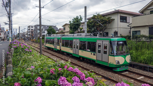アジサイの中を走る電車