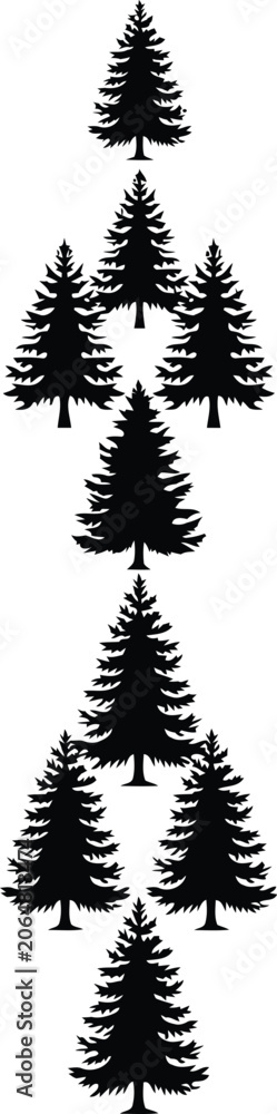 Obraz premium Black pine tree silhouette against evergreen tree conifer