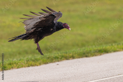 Schilderij op canvas Turkey vulture landing on the pavement.