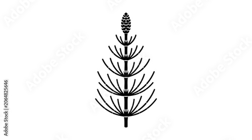 Horsetail Plant Silhouette, Equisetum Arvense, Botanical Illustration