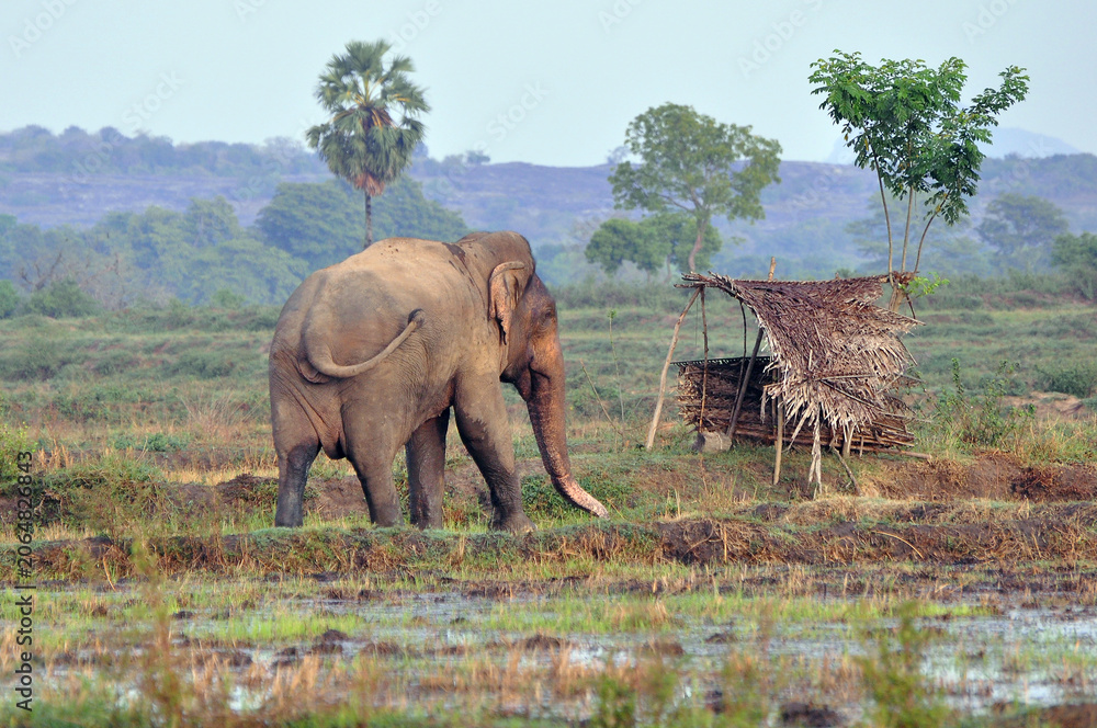 Fototapeta premium Elephant crossing the paddy field