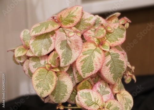 Cluster of textured leaves of Episcia 'Pink Dreams' showing green, cream, and pink variegation with soft fuzzy surfaces.