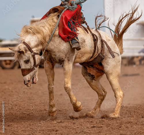 Фотография Saddle Bronc Riding At An australian Country Rodeo