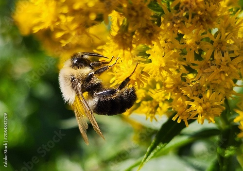 bee on a flower