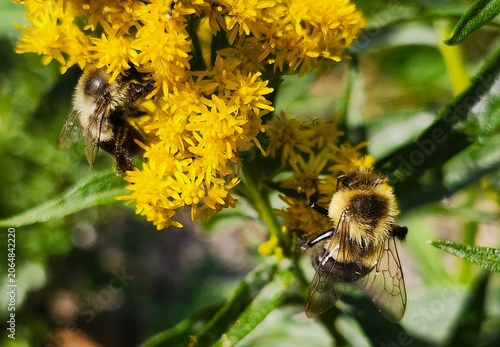 bees  on a flower