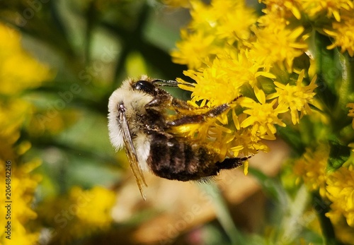 bee on a flower