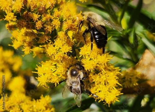 bee on a flower