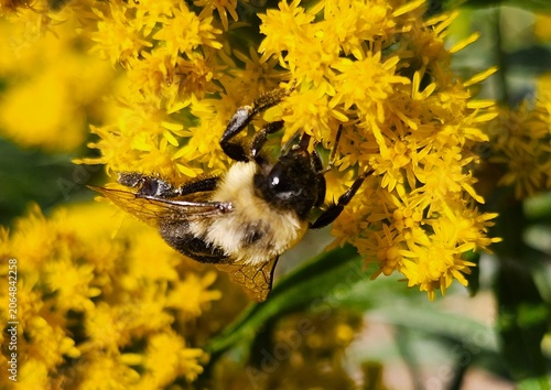 bee on a flower