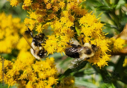 bee on a flower