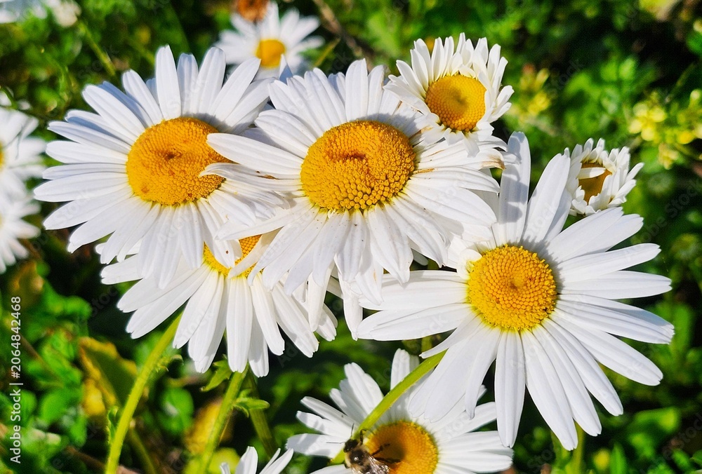 Fototapeta premium white daisies in a field