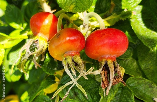 Fruits of rose hip in the garden