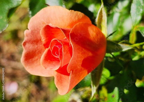 pink  rose in the garden