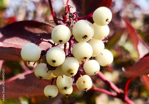 Berries on the bush in autumn