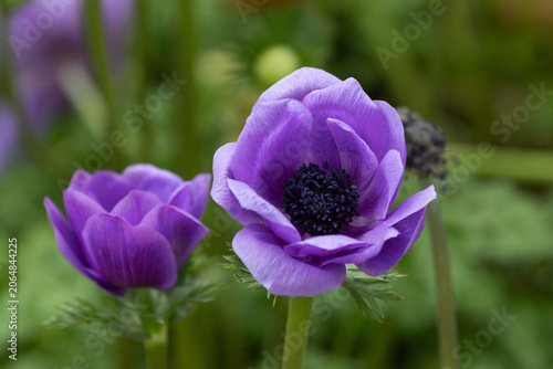 Close-Up of Vibrant Purple Anemone Flower Bloom