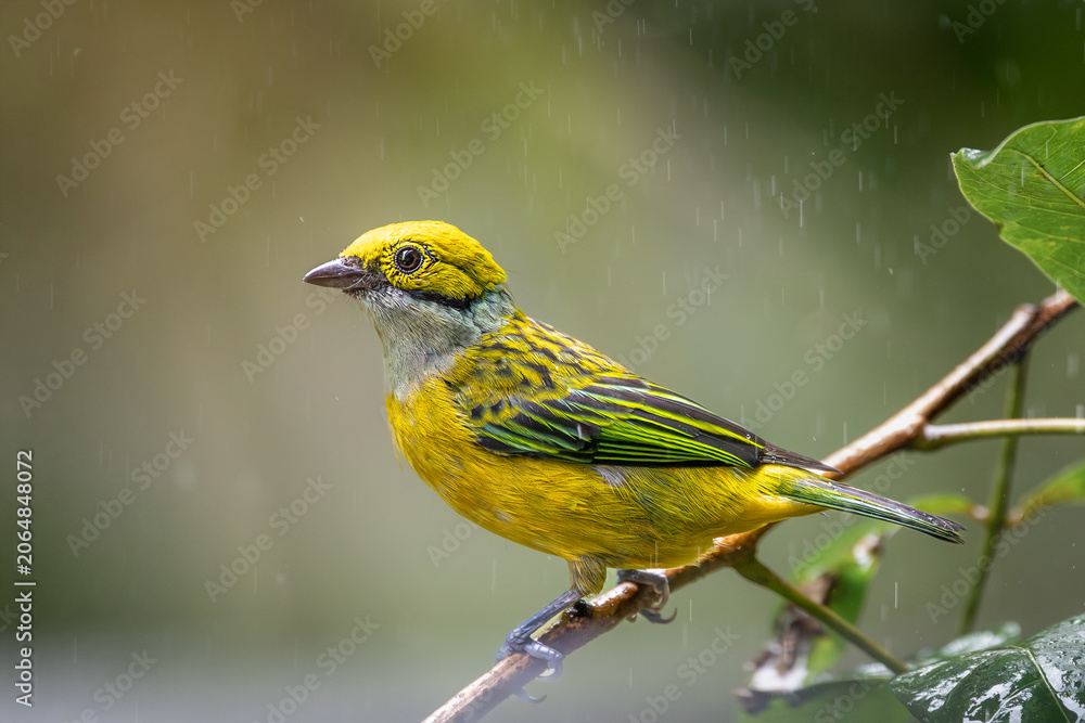 Fototapeta premium Silver-throated Tanager (Tangara icterocephala) perched on a wet branch in the rain, Costa Rica.